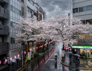 お花見の予定が・・・